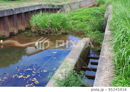 用水路の底に堆積した土砂から大量に草が生えて長く伸びた葉が川面の広い範囲を覆っている光景 用水路の底に堆積した土砂から大量に草が生えて長く伸びた葉が川面の広い範囲を覆っている光景 95245916
