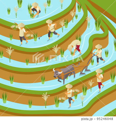 RIce Plantation Isometric Composition 95246048