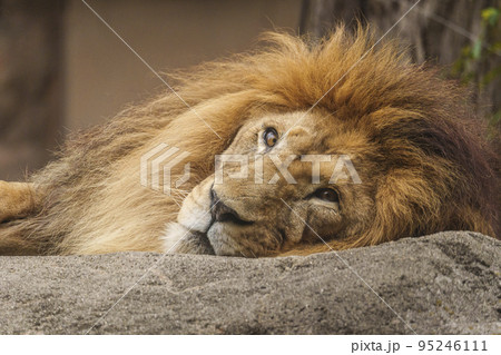 遠くを見つめるオスのライオン【大阪・天王寺動物園】 95246111