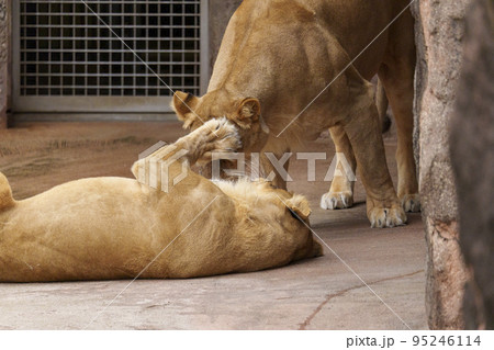 戯れ合う2頭のメスライオン【大阪・天王寺動物園】 戯れ合う2頭のメスライオン【大阪・天王寺動物園】 95246114