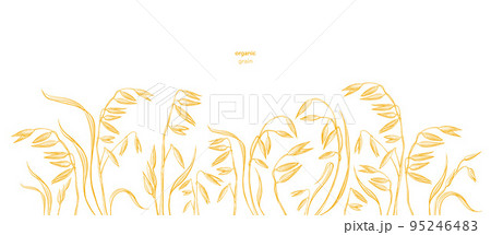 Oat field. Vector hand draw plant, seed. Farm food 95246483