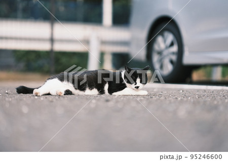 江ノ島の野良猫 8 95246600