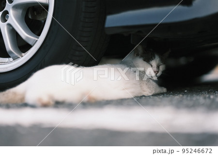 江ノ島の野良猫 12 95246672