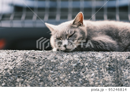 江ノ島の野良猫 40 江ノ島の野良猫 40 95246814