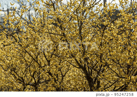 初春の蝋梅 95247258