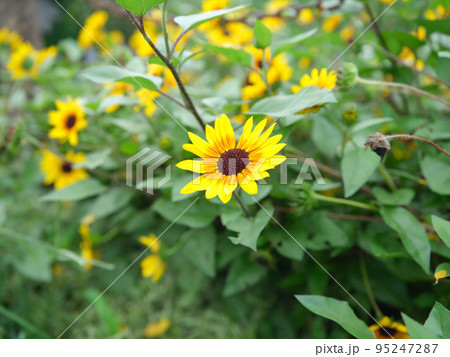 ヒメヒマワリ 2 95247287