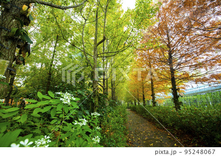 林 森 樹林 95248067