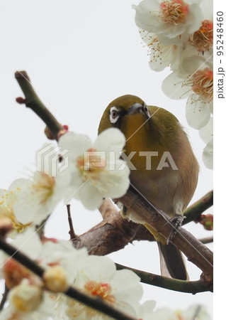 春が来たのを実感できる：梅にめじろ 95248460