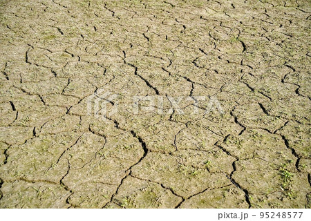 日照りが続いて田んぼが渇水状態 95248577