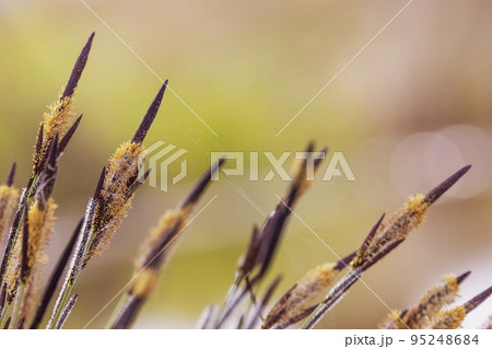close up of orobinec blooms close up of orobinec blooms 95248684