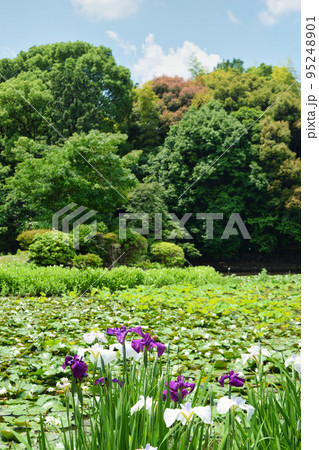 勧修寺 花菖蒲と睡蓮（京都市山科区） 95248901