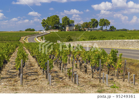 Typical vineyards near Chateau Latour, Bordeaux, Aquitaine, France 95249361