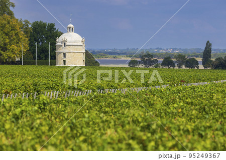 Typical vineyards near Chateau Latour, Bordeaux, Aquitaine, France 95249367