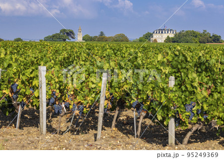 Typical vineyards near Chateau la Tour de By, Bordeaux, Aquitaine, France Typical vineyards near Chateau la Tour de By, Bordeaux, Aquitaine, France 95249369