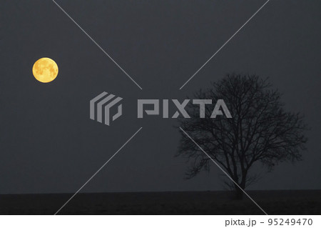 landscape with full moon and lonely tree landscape with full moon and lonely tree 95249470