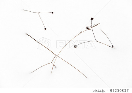 Dry wild flowers lay in white snow on a winter day 95250337