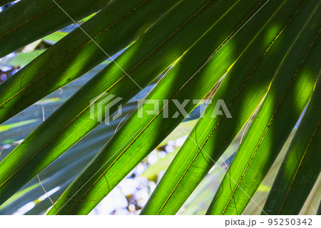 Macro photo of palm leaf on a sunny day with shadows Macro photo of palm leaf on a sunny day with shadows 95250342