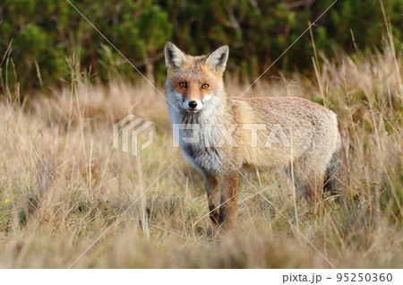 Beautiful wild red fox on mountains 95250360