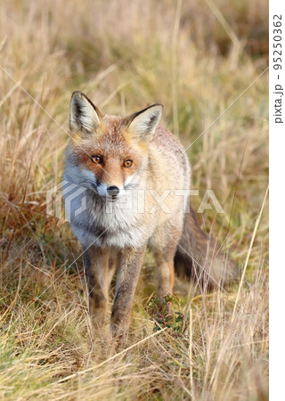 Beautiful wild red fox on mountains 95250362