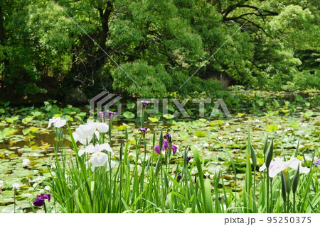勧修寺 花菖蒲と睡蓮（京都市山科区） 95250375
