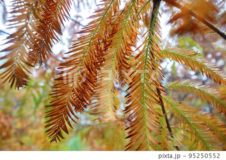 林 森 樹林 95250552