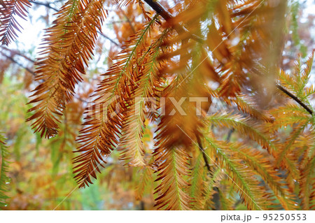 林 森 樹林 95250553