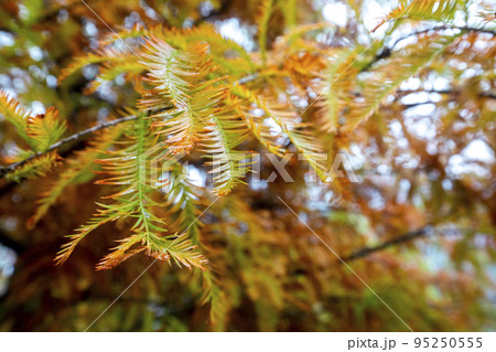 林 森 樹林 95250555