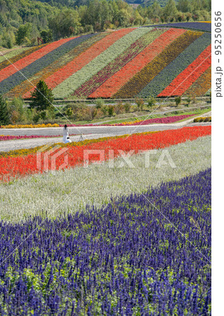 【秋の北海道】　四季彩の丘の花風景 95250656