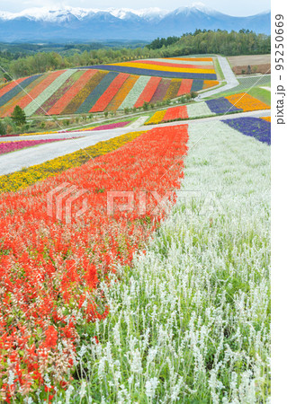 【秋の北海道】 四季彩の丘の花風景 【秋の北海道】 四季彩の丘の花風景 95250669