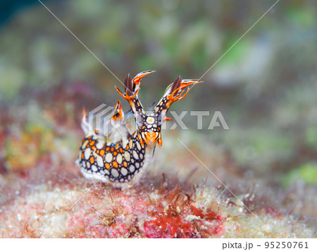 ヒオドシユビウミウシ 95250761