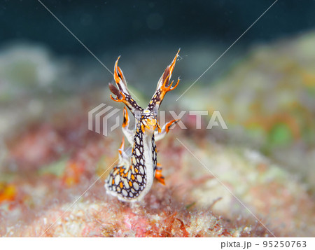 ヒオドシユビウミウシ ヒオドシユビウミウシ 95250763
