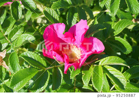 北海道の庭に咲くハマナスの花 95250887