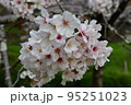 菊池公園桜 95251023
