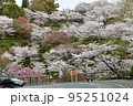 菊池公園桜 95251024
