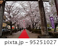 菊池公園桜 95251027