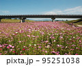 迫川コスモス 95251038