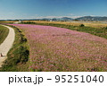 迫川コスモス 95251040