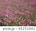 迫川コスモス 95251041