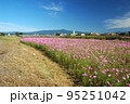 迫川コスモス 95251042