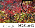 紅葉 95251043