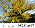 下条の大銀杏 95251047
