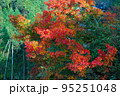 もみじ 95251048