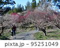 大山町梅園 95251049