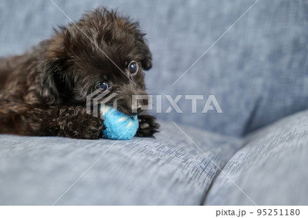 ボール遊びをしながらカメラを見つめる子犬 95251180