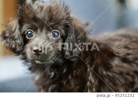 立ち止まってカメラを見る子犬 95251232
