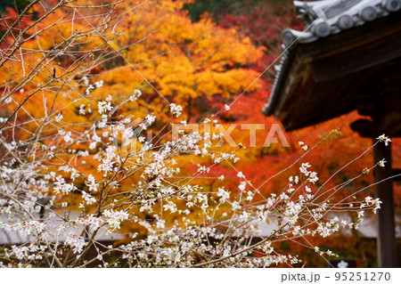 湖東三山／西明寺の不断桜と紅葉（滋賀県甲良町） 95251270