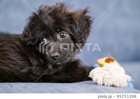 伏せをして何かを見つめる黒い子犬 伏せをして何かを見つめる黒い子犬 95251306