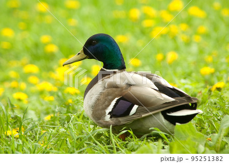 Male of mallard Male of mallard 95251382