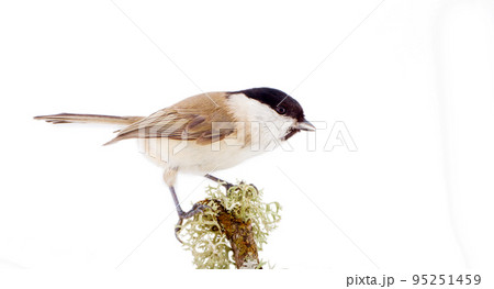 Willow tit Parus montanus on a white background Willow tit Parus montanus on a white background 95251459