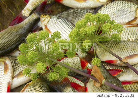 Baltic rudd Baltic rudd 95251532